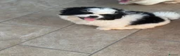 Pechinese cani in vendita: Cucciola femmina - Annuncio 2