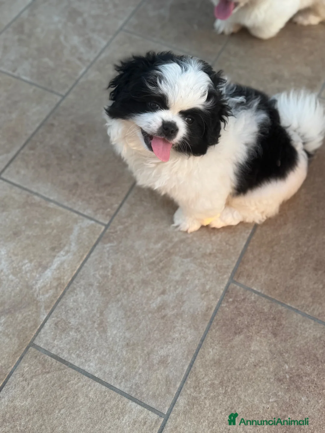 Pechinese cani in vendita: Cucciola femmina - Annuncio 2
