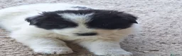 Pastore Abbruzzese Maremmano cani in vendita: Cuccioli di pastore maremmano - Annuncio 30