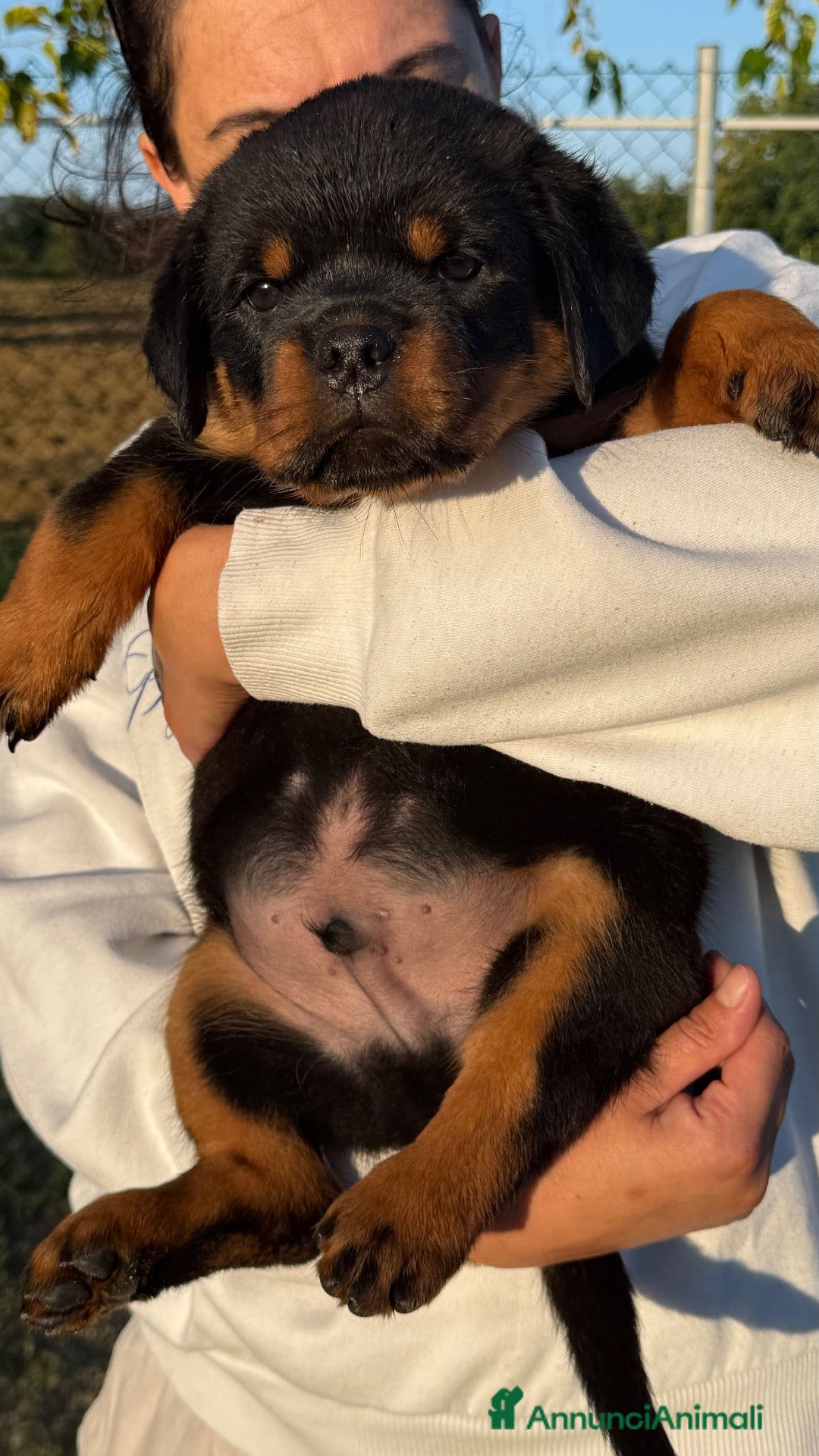 Rottweiler cani Cuccioli di Rottwelier taglia grande  - Annuncio 1
