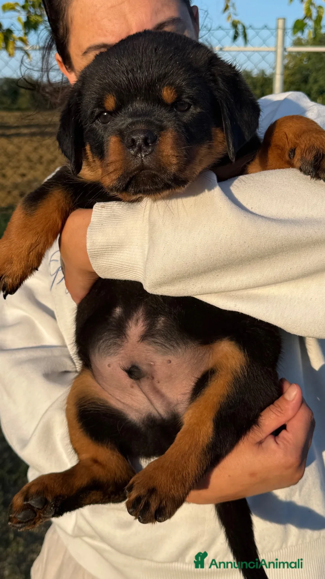 Rottweiler cani in vendita: Cuccioli di Rottwelier taglia grande  - Annuncio 1