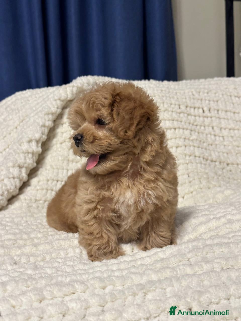 Barboncino cani Barboncino maschio e femmina - Annuncio 2