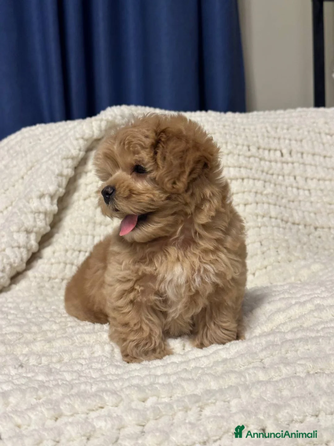 Barboncino cani in regalo: Barboncino maschio e femmina - Annuncio 2