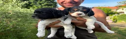 Breton cani in vendita: Vendo cuccioli di breton - Annuncio 1