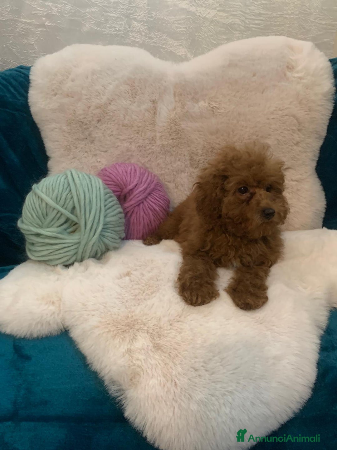 Barboncino cani in vendita: Barboncini fulvi toy e nani con Pedigree - Annuncio 15