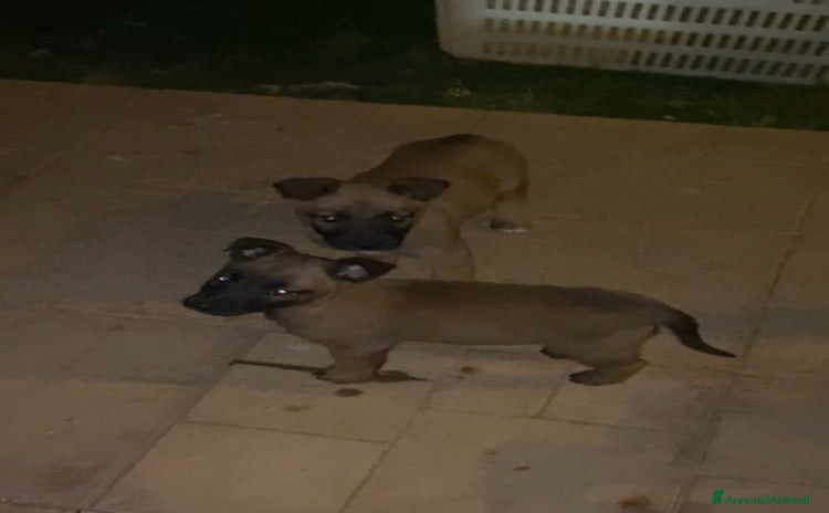 Pastore Belga cani - Annuncio 2