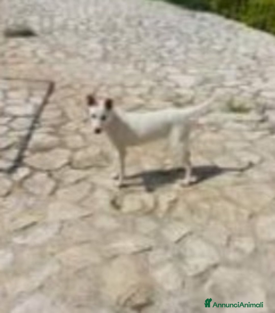 Meticcio cani in regalo: Roy 18mesi,bianco,invisibile, SALERNO SOS CASA a Città metropolitana di Milano - Annuncio 3
