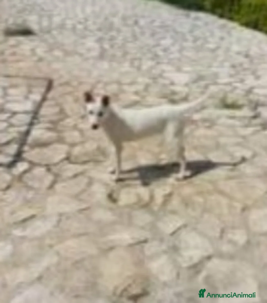 Meticcio cani in regalo: Roy 18mesi,bianco,invisibile, SALERNO SOS CASA a Città metropolitana di Milano - Annuncio 3
