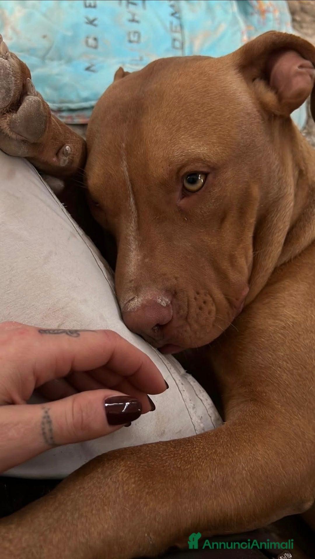 Pitbull cani in regalo: Aaron dolcissimo cucciolo mix pitbull - Annuncio 1