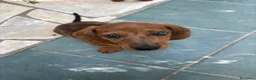 Bassotto cani in vendita: cuccioli di bassotto nano a pelo corto  a Provincia di Lecce - Annuncio 5