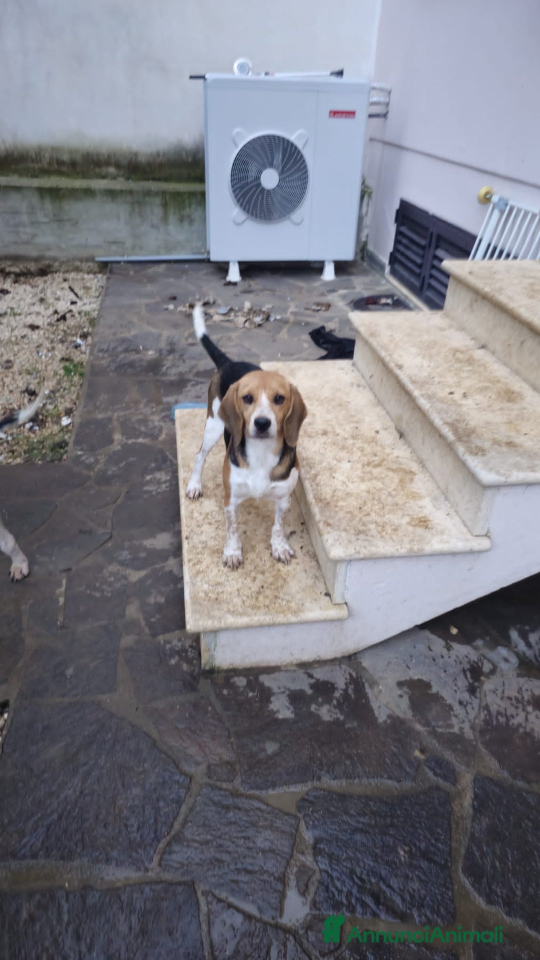 Altre razze cani in regalo: JOLIE  - Annuncio 2