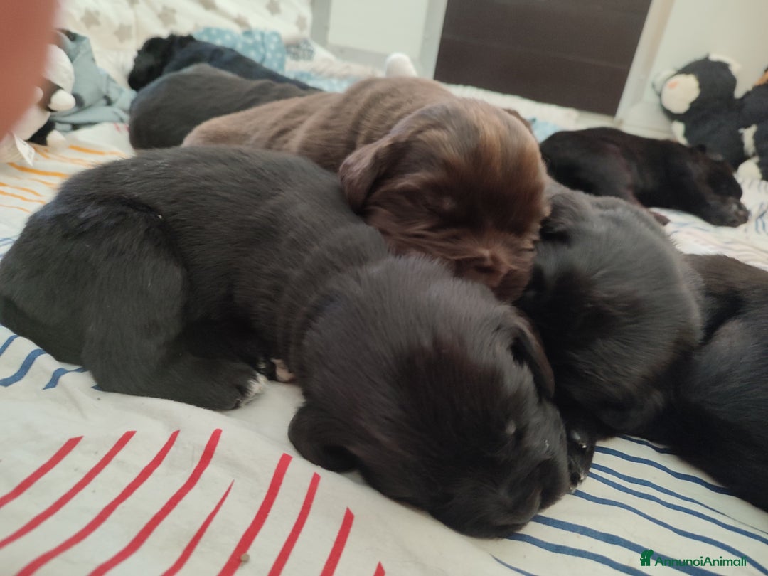 Terranova cani in vendita: Cuccioli di Terranova neri e brown - Annuncio 5