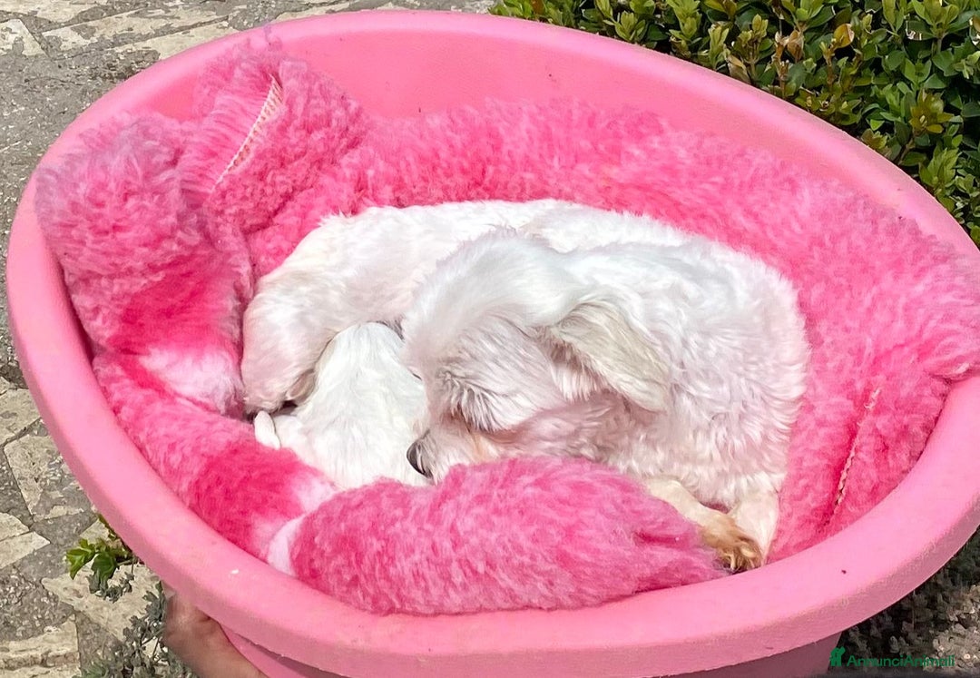 Maltese cani in vendita: Maltese Disponibile trequartidiluna - Annuncio 4