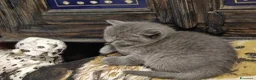 British gatti in vendita: British shorthair  - Annuncio 2