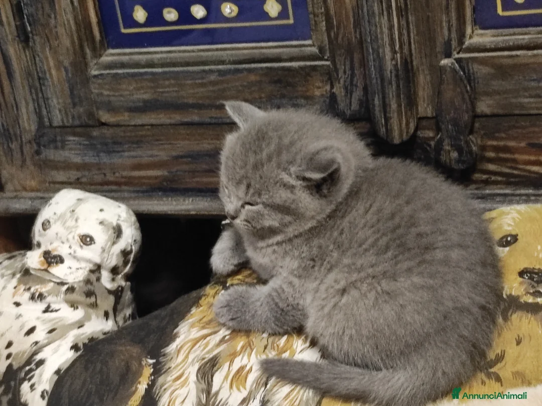 British gatti in vendita: British shorthair  - Annuncio 2