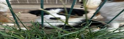 Australian Shepherd cani in vendita: Cucciolo pastore australiano black tricolor - Annuncio 2