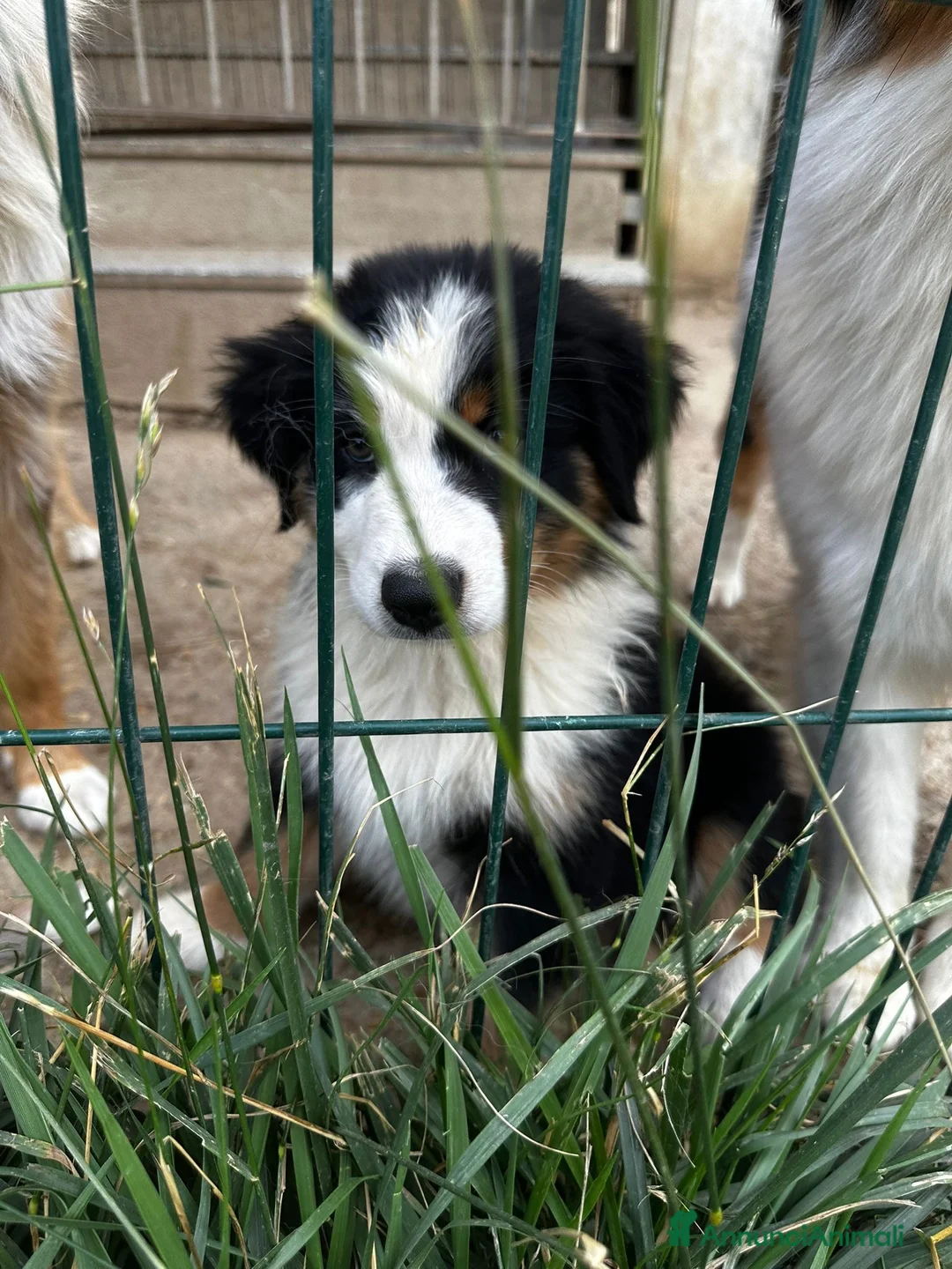 Australian Shepherd cani in vendita: Cucciolo pastore australiano black tricolor - Annuncio 2