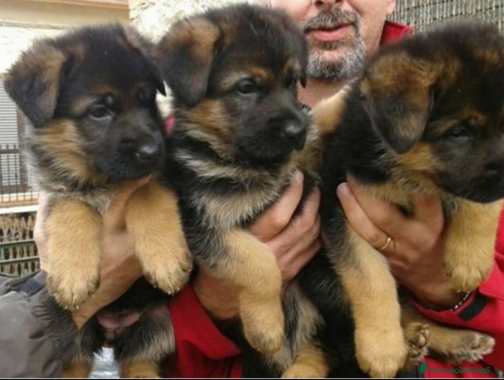 Pastore Tedesco cani Pastore Tedesco cuccioli PEDIGREE ROSA  - Annuncio 5