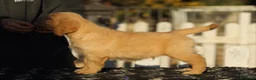 Golden Retriever cani in vendita: Cuccioli di Golden retriever  - Annuncio 10