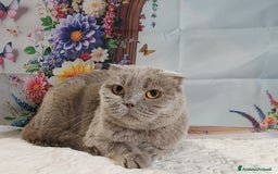 Scottish gatti in vendita: Scottish fold lilac  - Annuncio 3