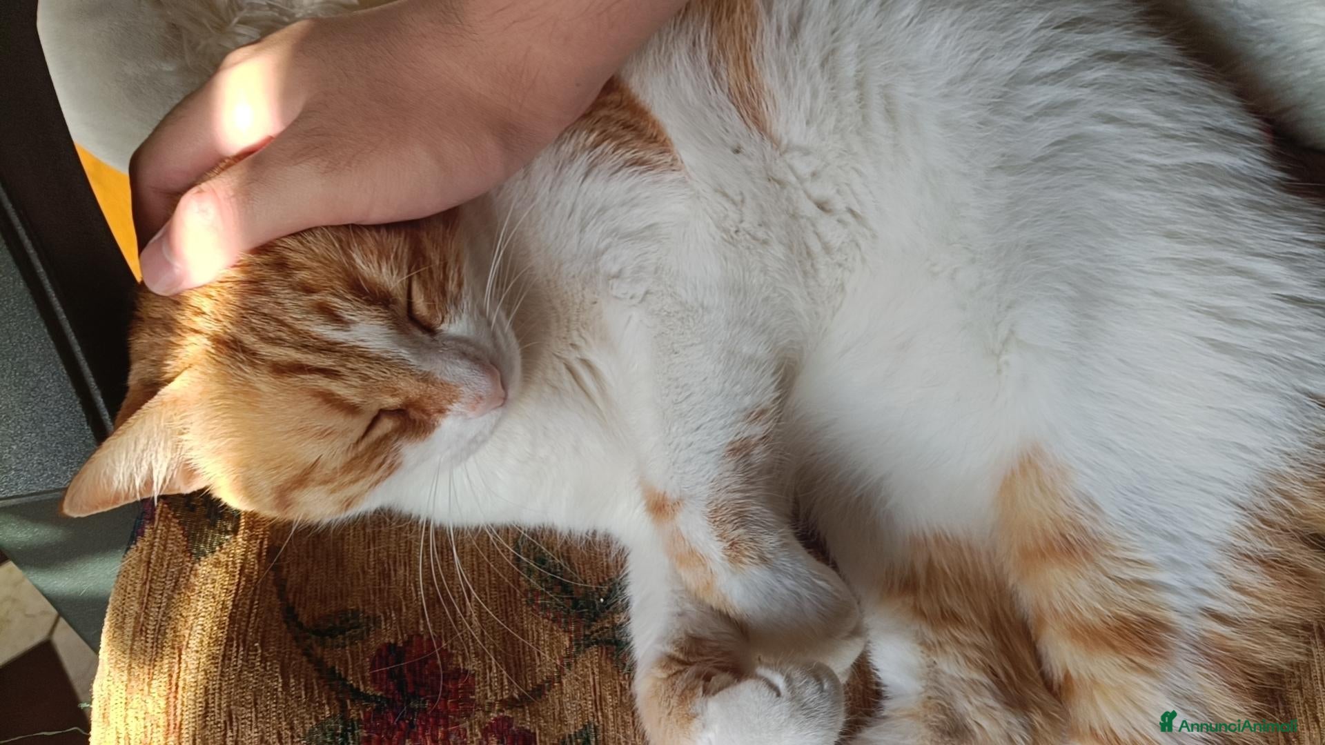 Meticcio gatti Regalo un gatto femmina che ha due anni - Annuncio 1