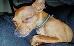 Pinscher Tedesco cani per accoppiamento: Accoppiamento  a Città Metropolitana di Genova - Immagine 3