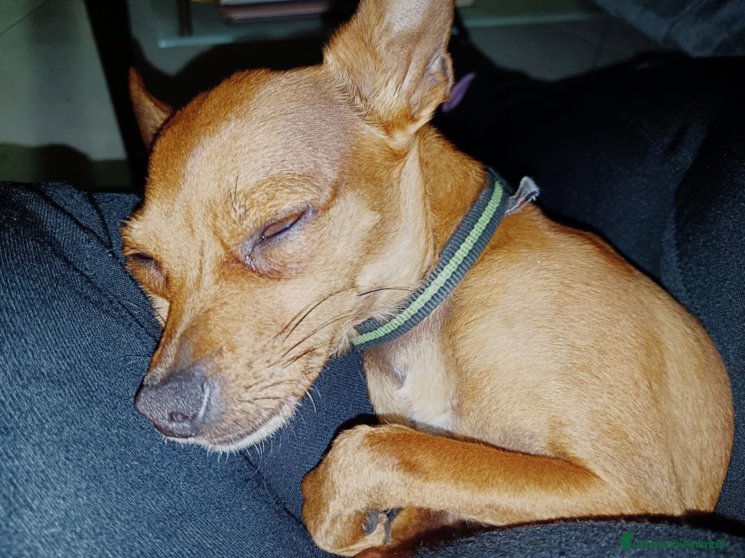 Pinscher Tedesco cani per accoppiamento: Accoppiamento  a Città Metropolitana di Genova - Immagine 3