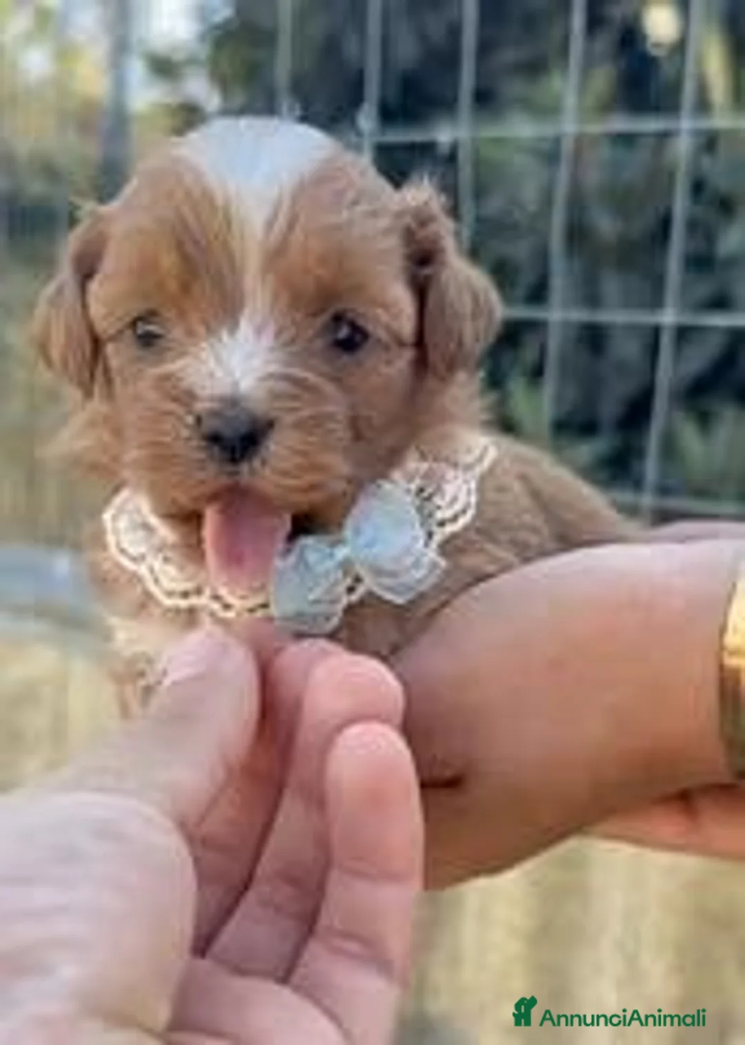 Maltipoo cani in vendita: maltipoo mini toy - Annuncio 2