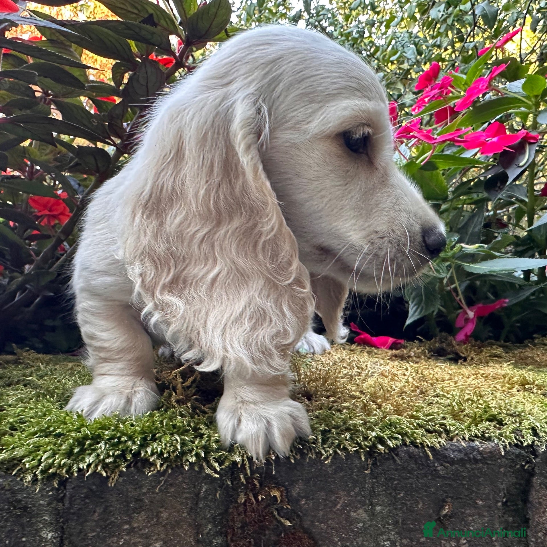 Bassotto cani in vendita: bassotti pelo lungo color crema - Annuncio 1
