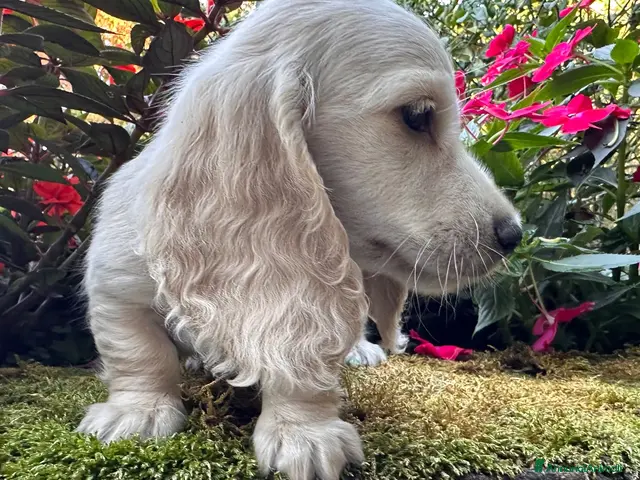 Bassotto cani in vendita: bassotti pelo lungo color crema - Annuncio 6
