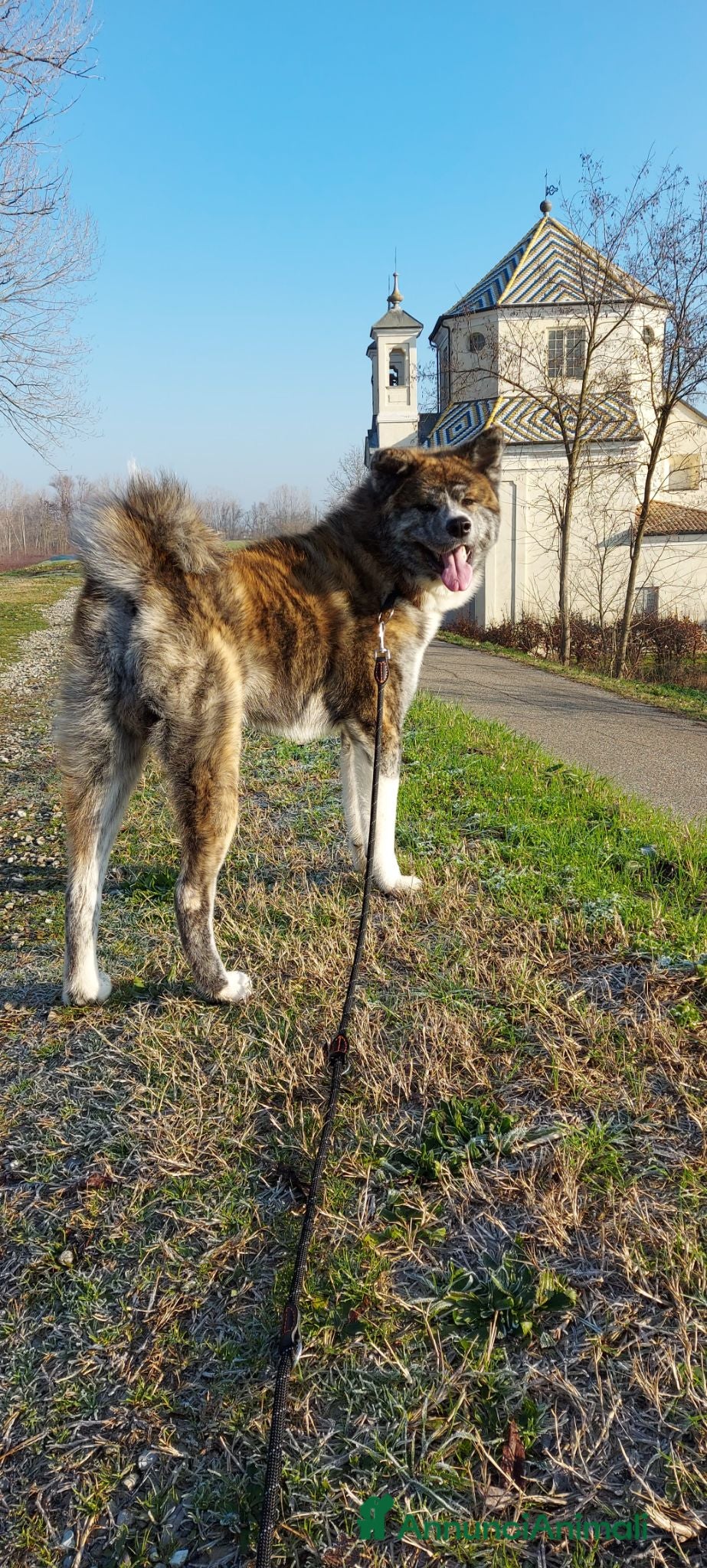 Akita Inu cani AKITA INU TIGRATO PER ACCOPPIAMENTO - Annuncio 1