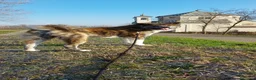 Akita Inu cani per accoppiamento: AKITA INU TIGRATO PER ACCOPPIAMENTO - Annuncio 1