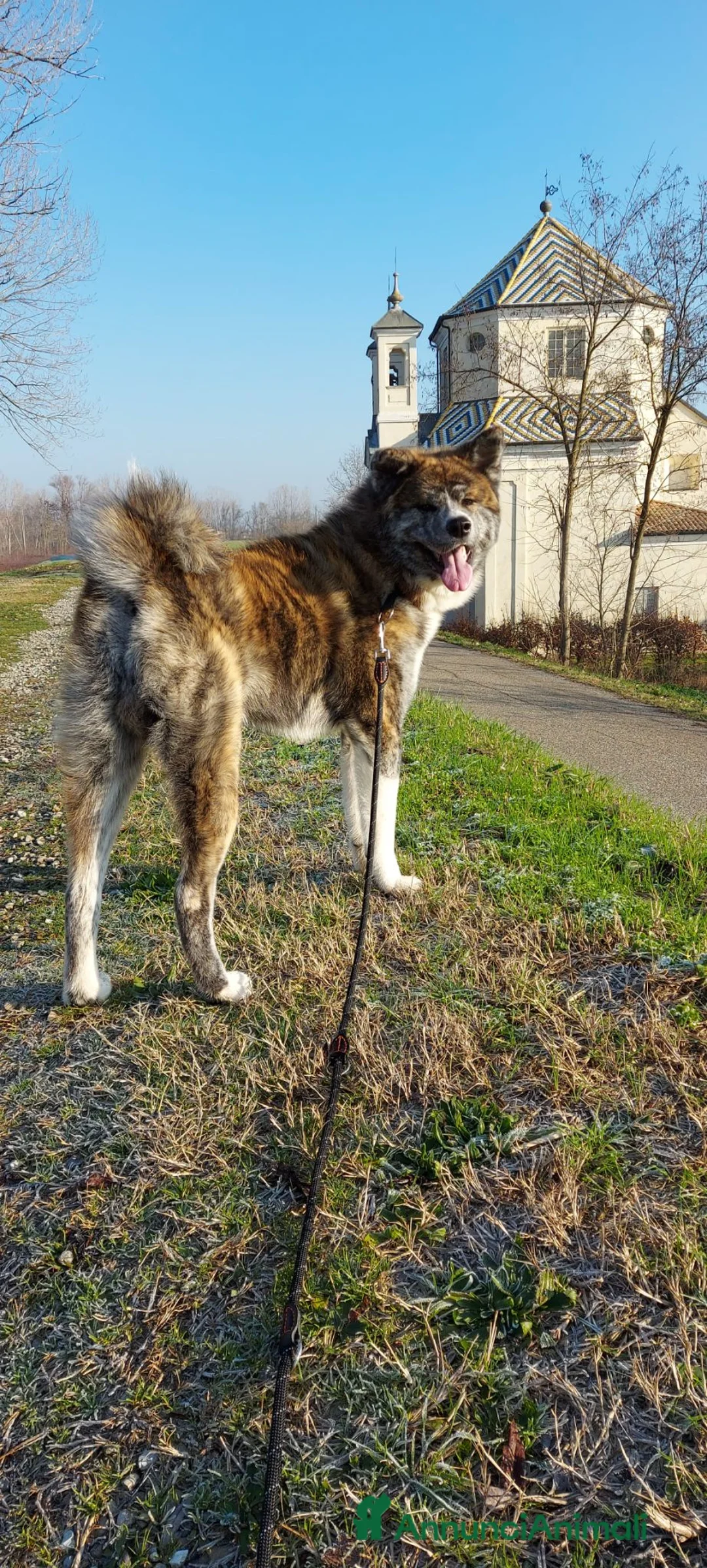 Akita Inu cani per accoppiamento: AKITA INU TIGRATO PER ACCOPPIAMENTO - Annuncio 1