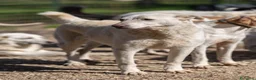 Meticcio cani in regalo: Pepe: dolce e socievole con tutti  - Annuncio 2