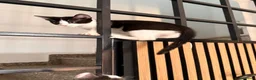 Altre razze gatti in regalo: Gattini in regalo  - Annuncio 7
