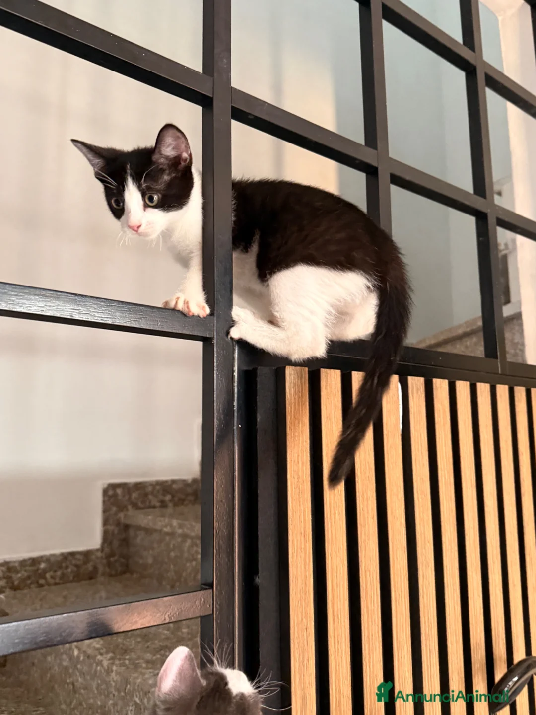 Altre razze gatti in regalo: Gattini in regalo  - Annuncio 7