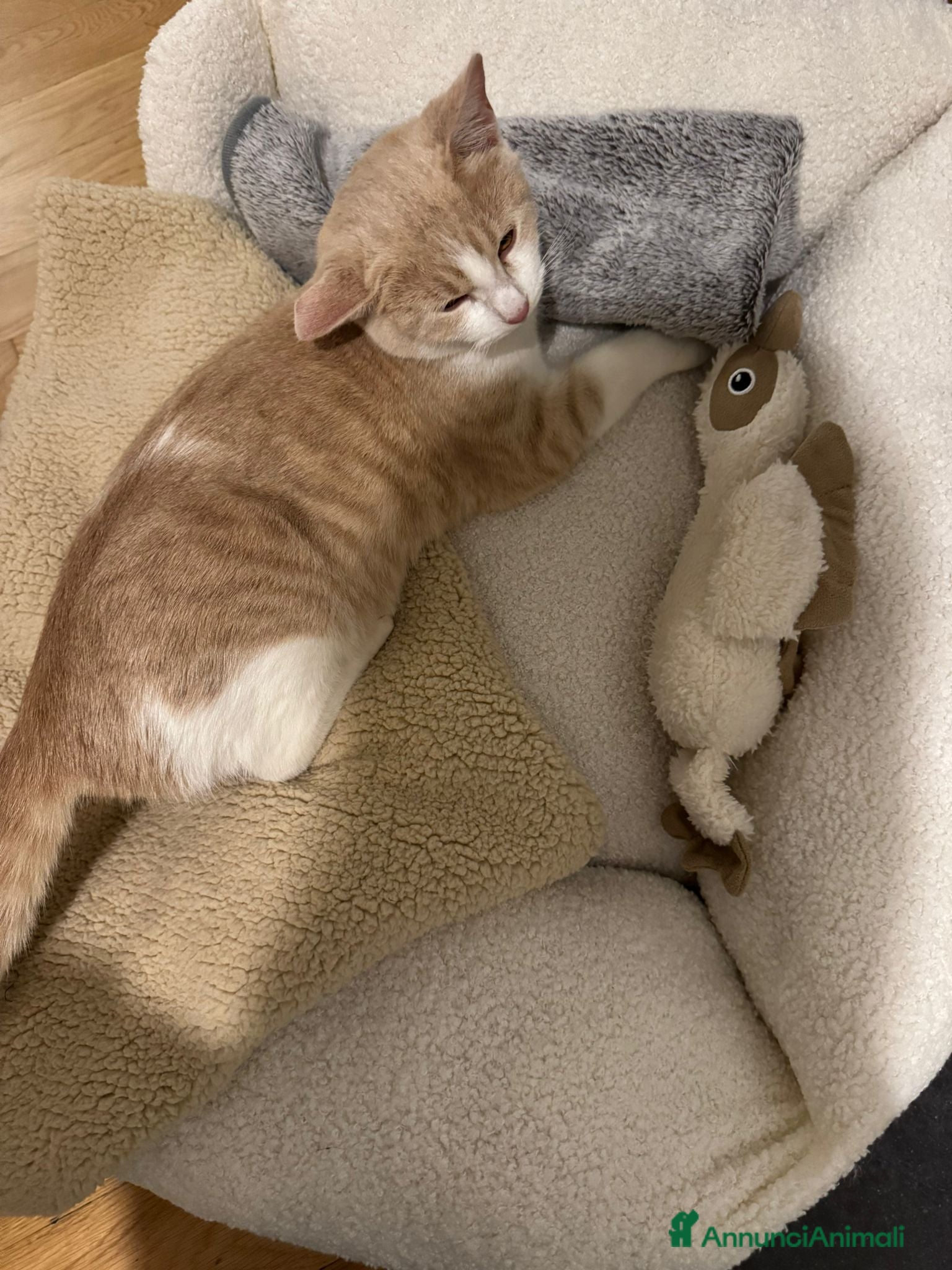 Meticcio gatti LA DOLCE PIMPI - Annuncio 17