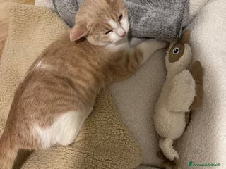 Meticcio gatti LA DOLCE PIMPI - Annuncio 17