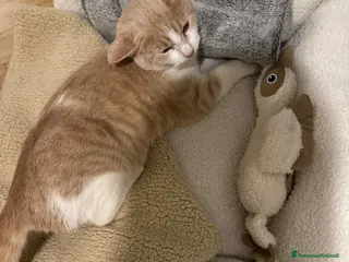 Meticcio gatti LA DOLCE PIMPI - Annuncio 14