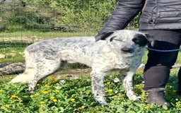 Meticcio cani in regalo: Furia, un allegro cucciolone  a Città Metropolitana di Bari - Immagine 7
