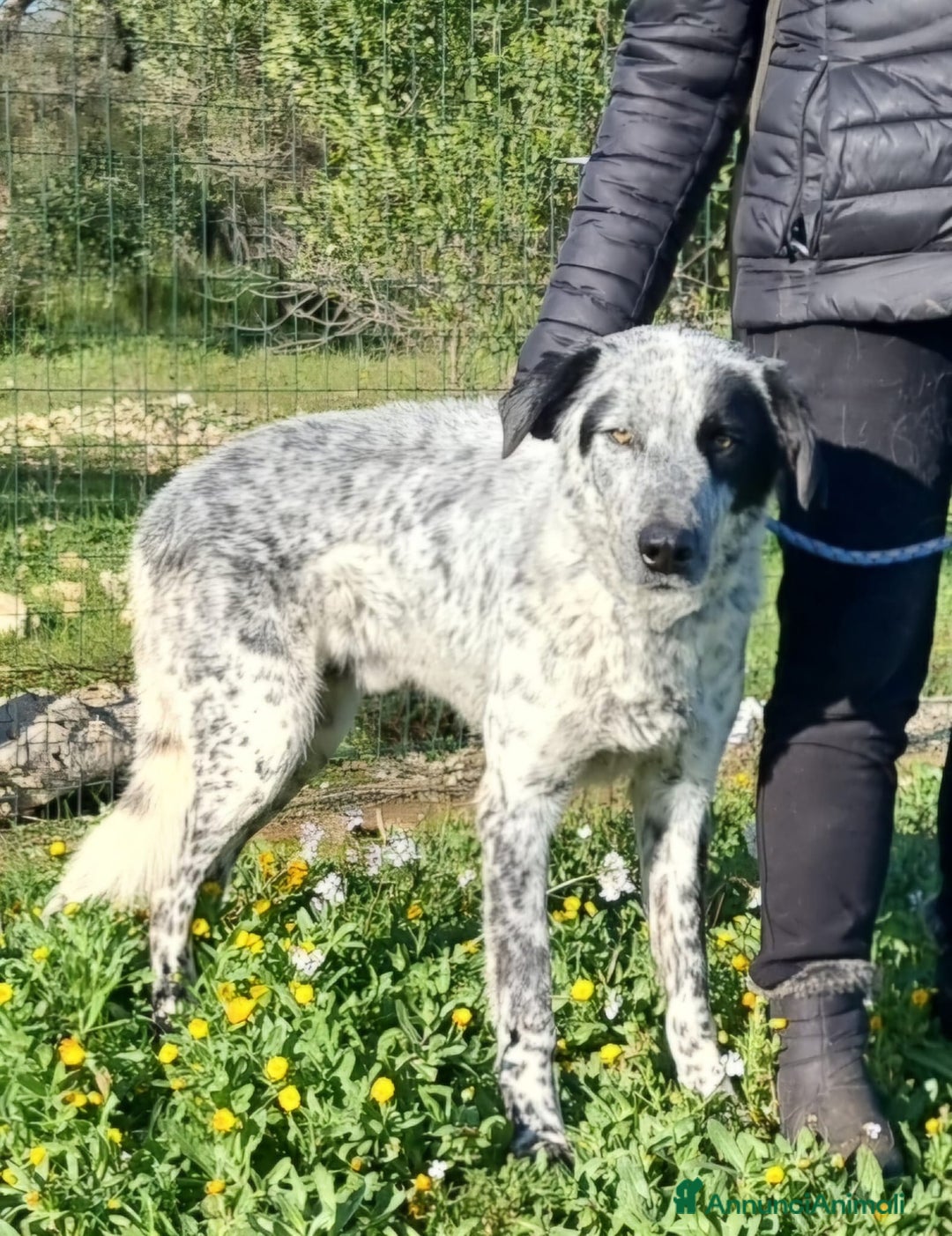 Meticcio cani in regalo: Furia, un allegro cucciolone  a Città Metropolitana di Bari - Immagine 7