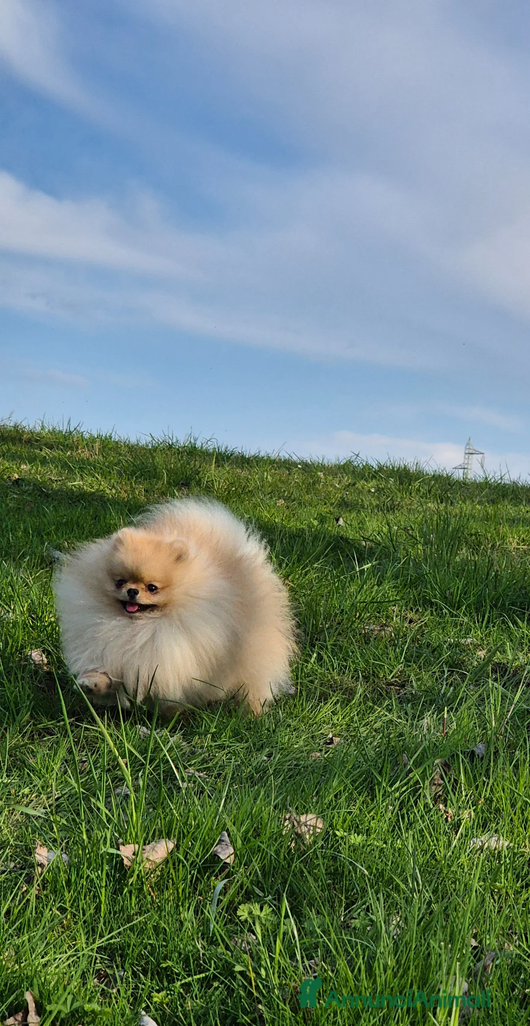 Spitz cani per accoppiamento: Spitz tedesco nano Pomerania per monta - Annuncio 2