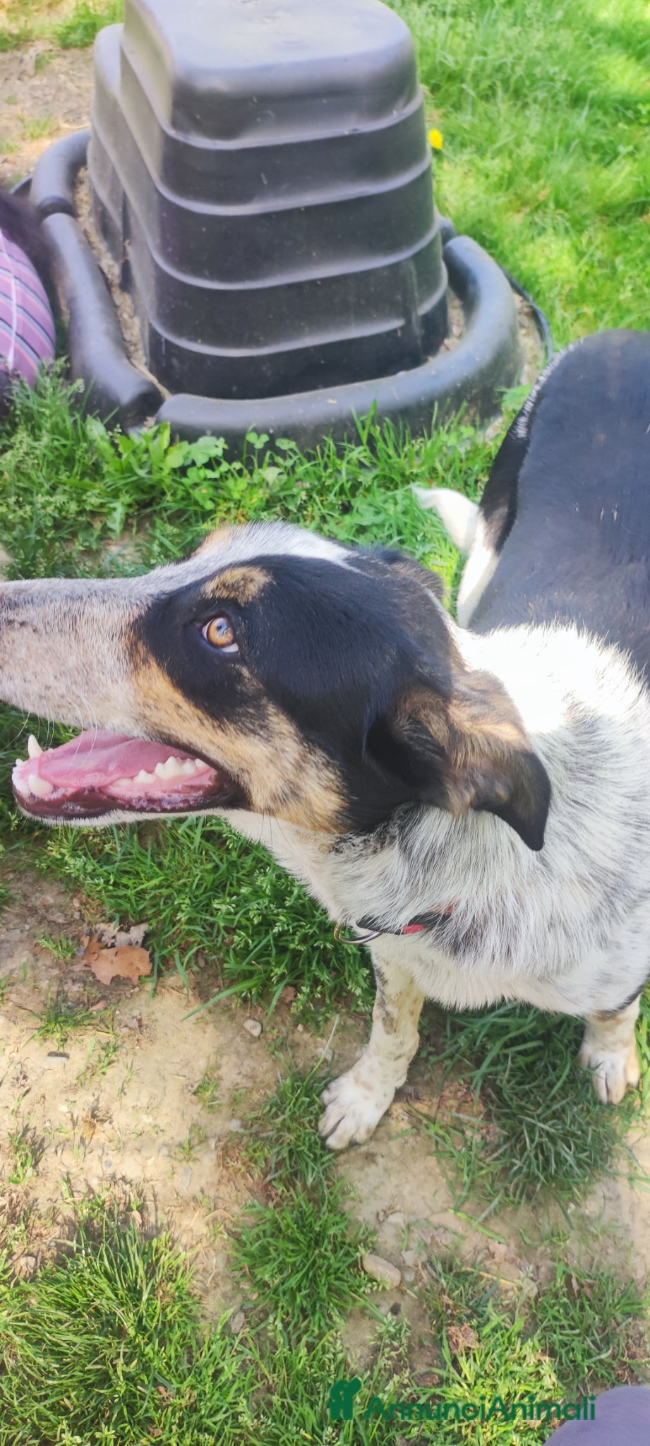 Meticcio cani Kiki cerca casa - Annuncio 1
