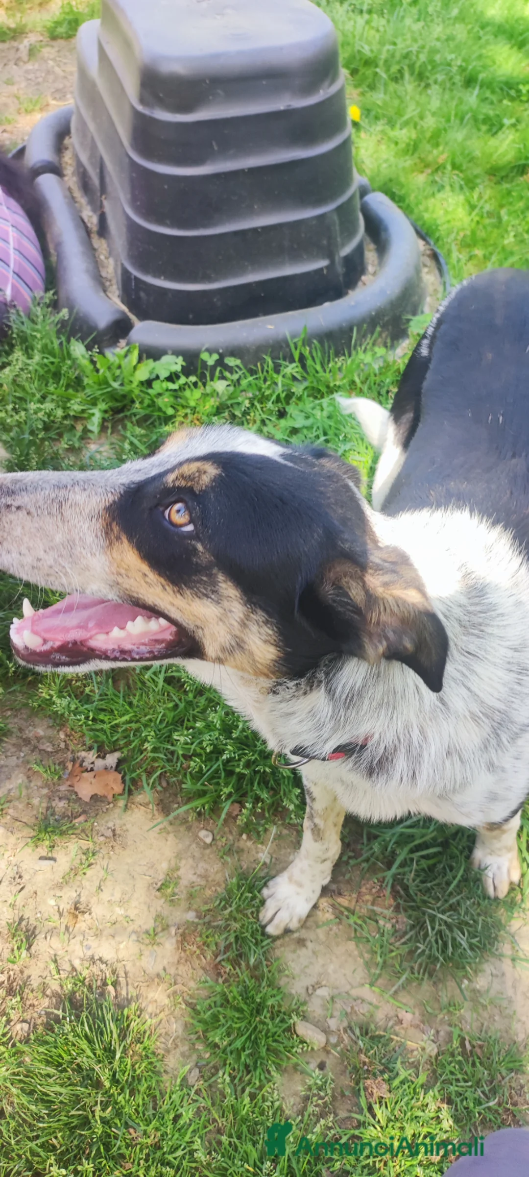 Meticcio cani in regalo: Kiki cerca casa - Annuncio 1