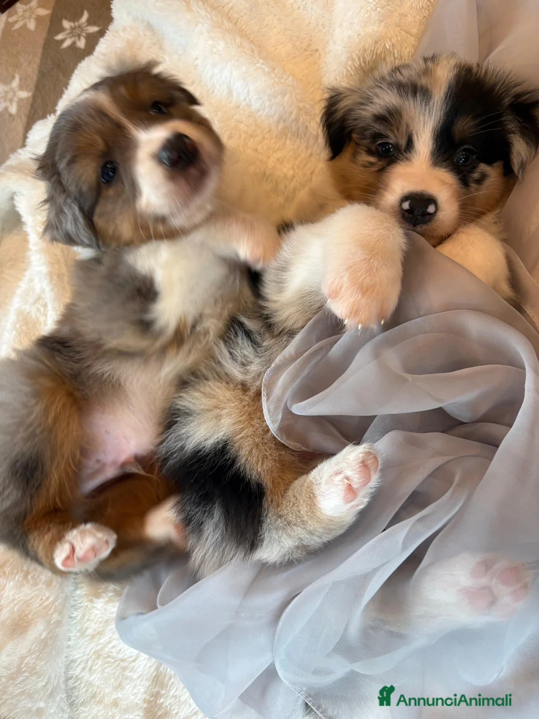 Australian Shepherd cani in vendita: Vendita cuccioli australian  shepherd  - Annuncio 4