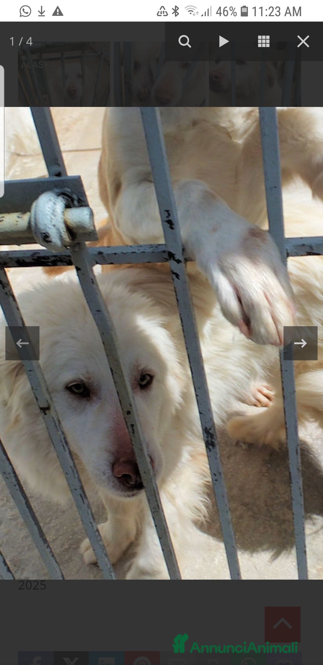 Meticcio cani in regalo: ADOZIONI DEL CUORE: buono e gentile…ti aspetta - Annuncio 5