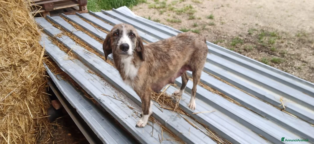 Altre razze cani in regalo: Regalo cuccioli di Segugio Maremmano/Corso a Provincia di Pescara - Annuncio 2