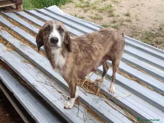 Altre razze cani Regalo cuccioli di Segugio Maremmano/Corso - Annuncio 1