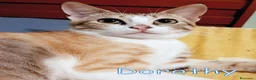 Europeo gatti in regalo: DOROTHY DOLCISSIMA GATTINA - Annuncio 7