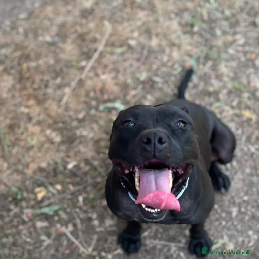 Altre razze cani in regalo: SPARTA cagnolina 4 anni cerca casa - in adozione - Annuncio 2